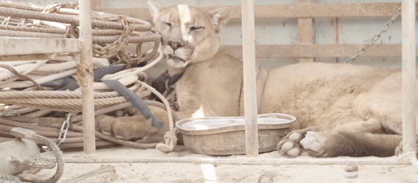 Observe the reaction of a circus lion upon being released after spending a lengthy 20-year period in captivity.