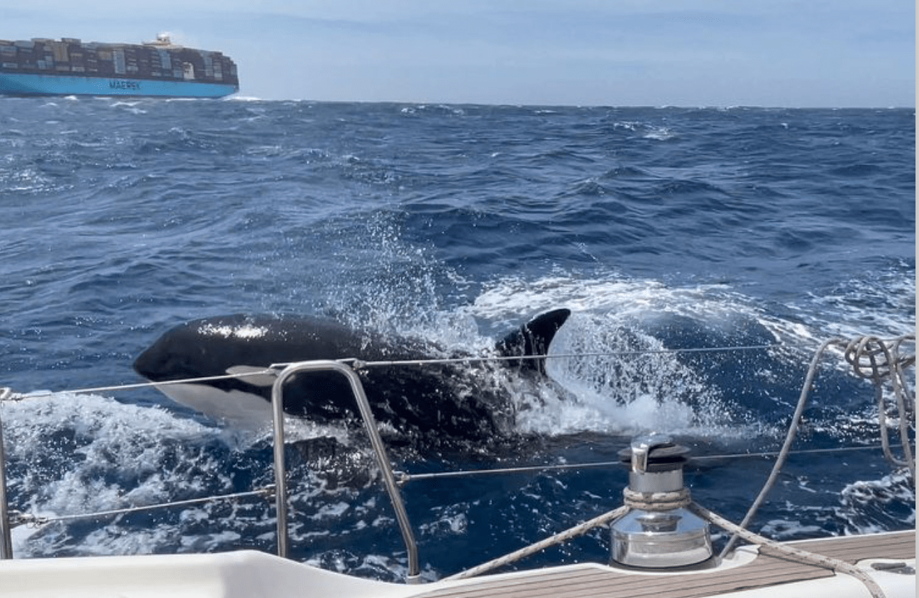 Pod of killer whales assaults couple’s yacht during sailing training course in Morocco