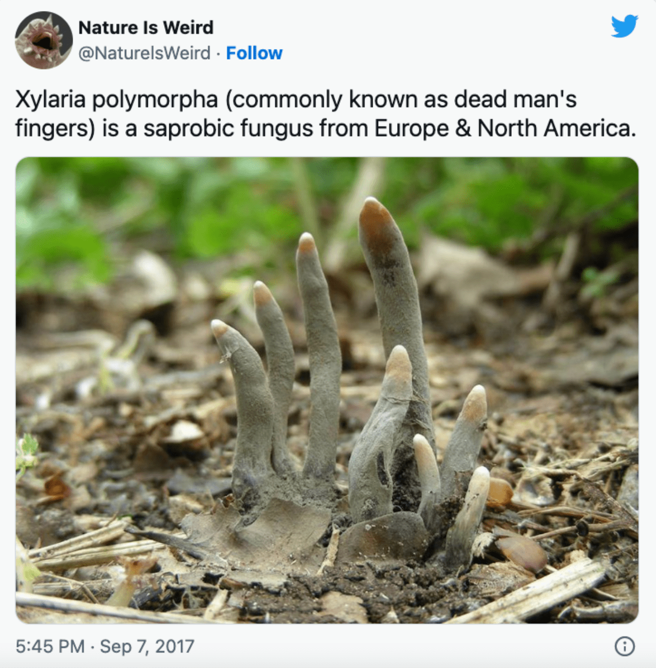 ‘Dead Man’s Fingers’ The appearance of fungus is unsettling.