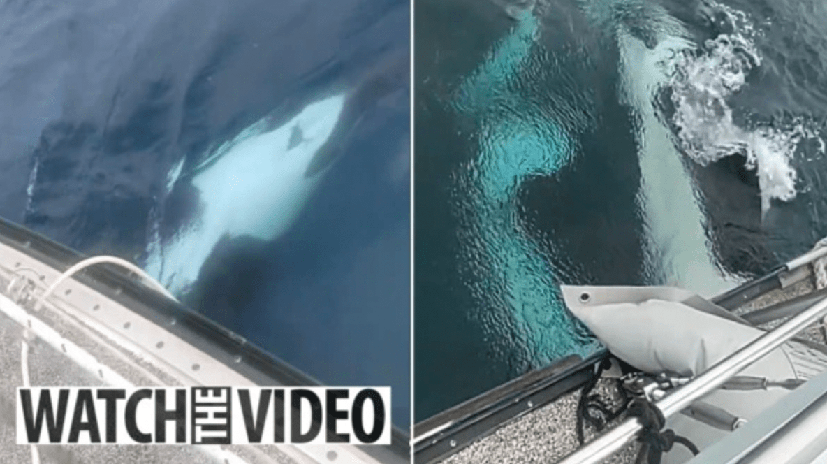 Chilling moment pod of eight bloodthirsty killer whales try to sink yacht in terrifying ramming attack off Spanish coast