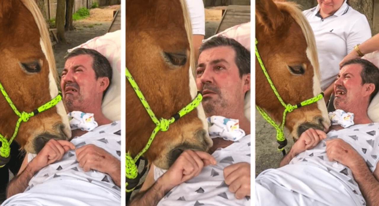 After the horse arrived to support him, the man literally broke down in tears.