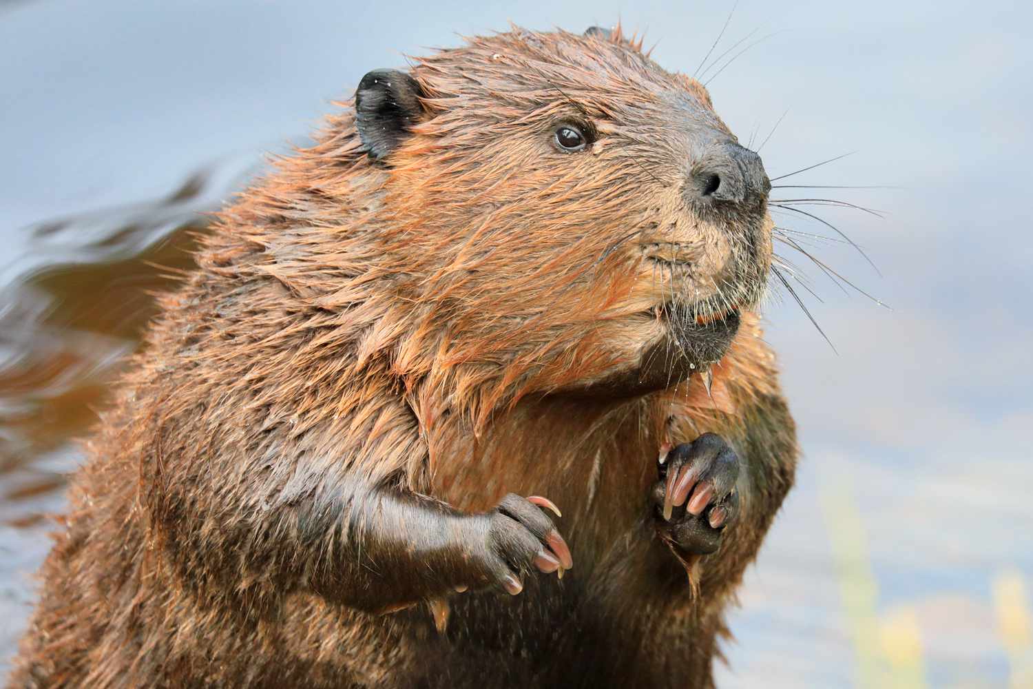 Young Girl Bitten in the Leg by Rabid Beaver While Swimming in Georgia Lake