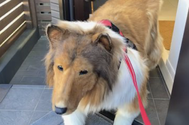 Japanese Man Walks the Streets in $14K Border Collie Costume