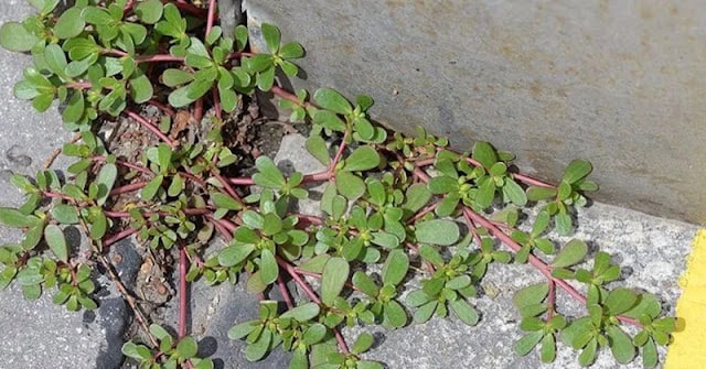 If you see this weed, leave it alone. Here are some of the reasons why: