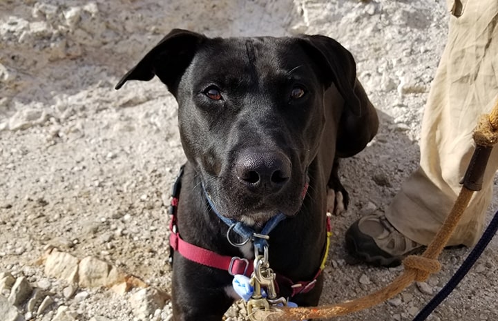 Duke, a pit bull mix, astonished the entire neighborhood with a heroic act.