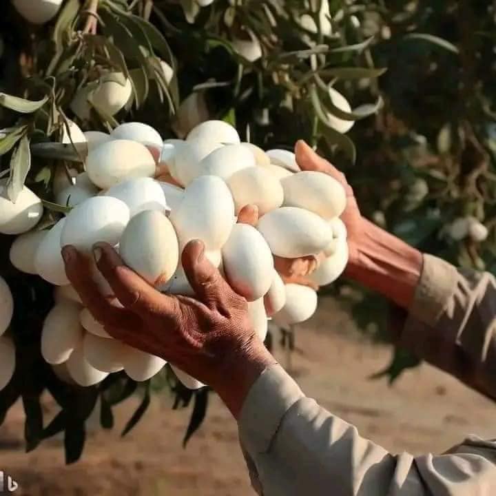 When she understood what the white eggs she had seen hanging from a tree were, she was amazed.