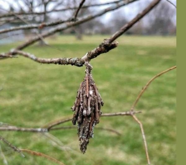 Tips for Saving Your Trees from the Silent Threat of the Evergreen Bagworm