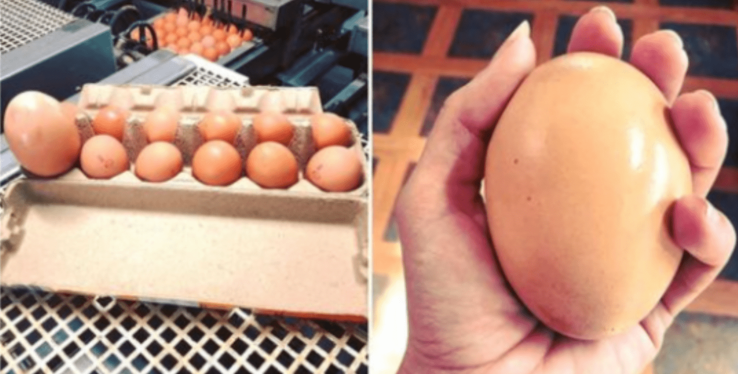 Nature’s Surprise: The Massive Egg That Left a Farmer in Awe