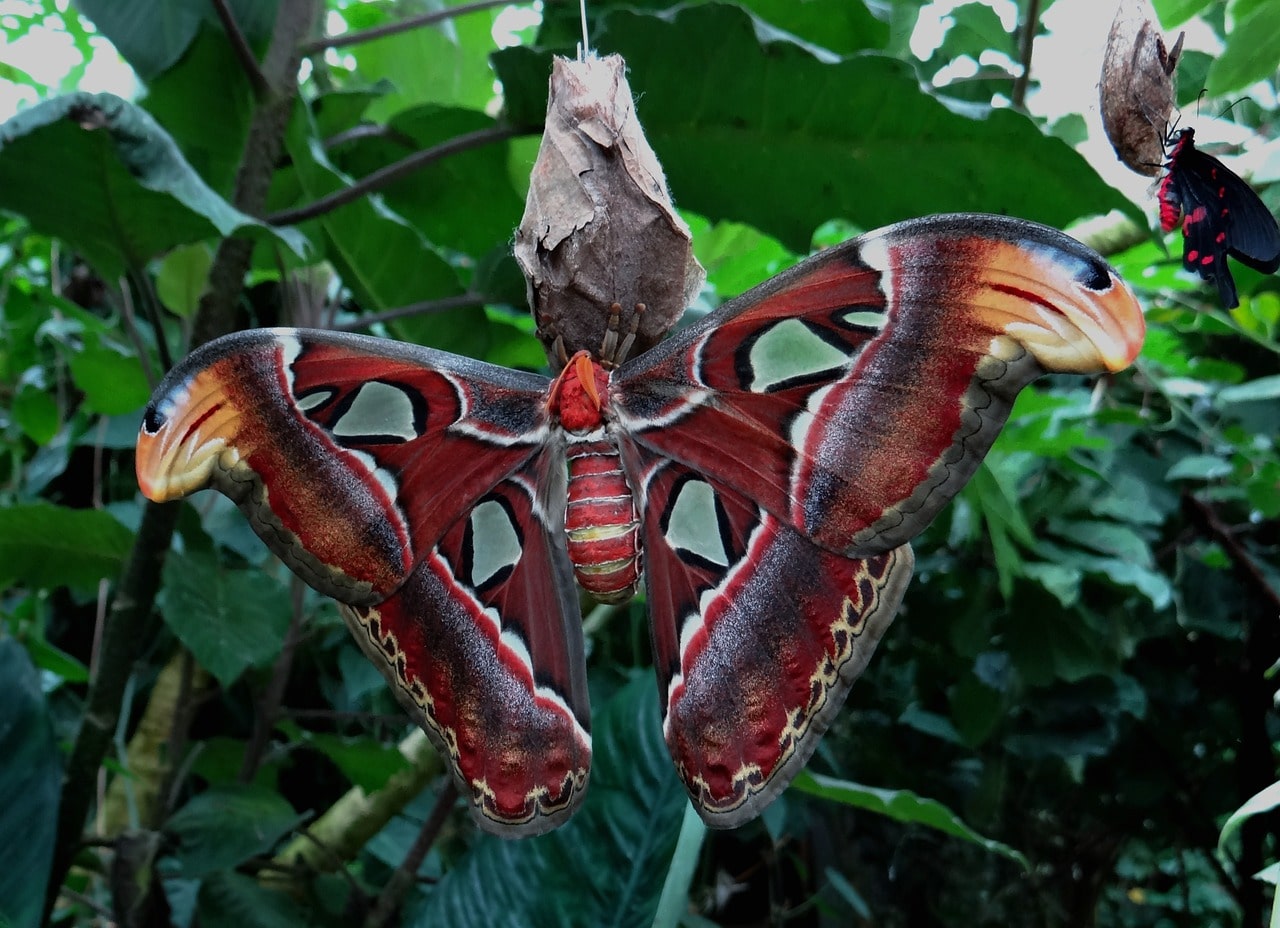 The Astonishing World of the Atlas Moth