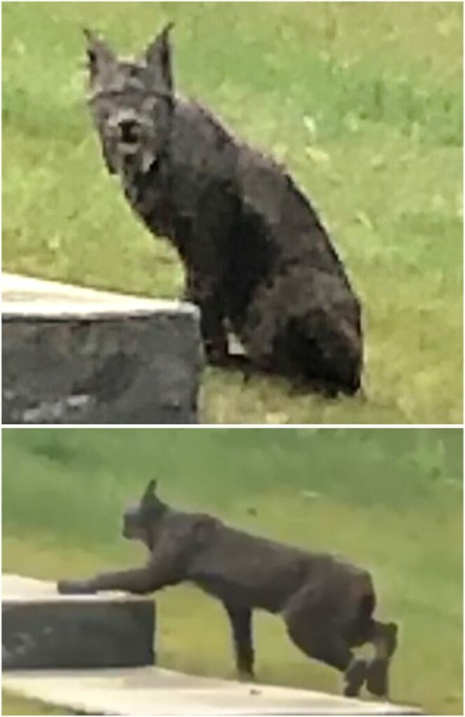 A Black Canada Lynx was photographed for the first time.