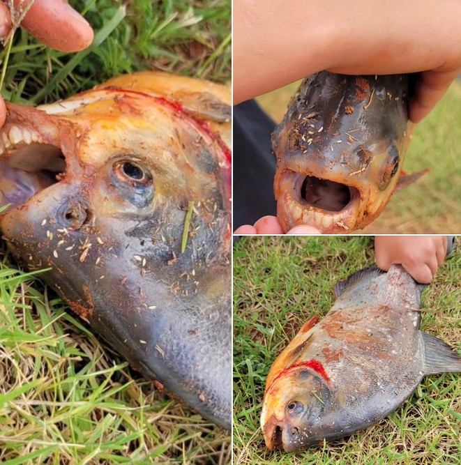 A Surprising Catch by a Young Angler in Oklahoma