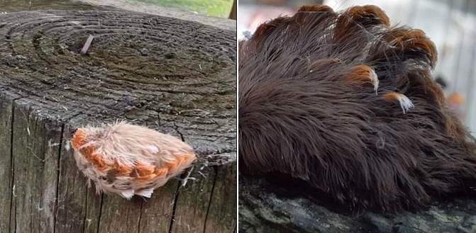 Beware of the Cute and Furry Puss Caterpillar at the Park!