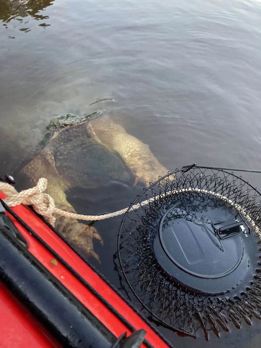 A Fascinating Encounter with a Gigantic Snapping Turtle