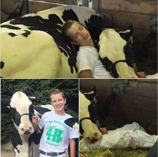 A Heartwarming Friendship: A Boy and His Cow