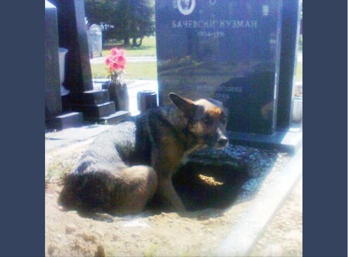 A Heartwarming Surprise at the Cemetery