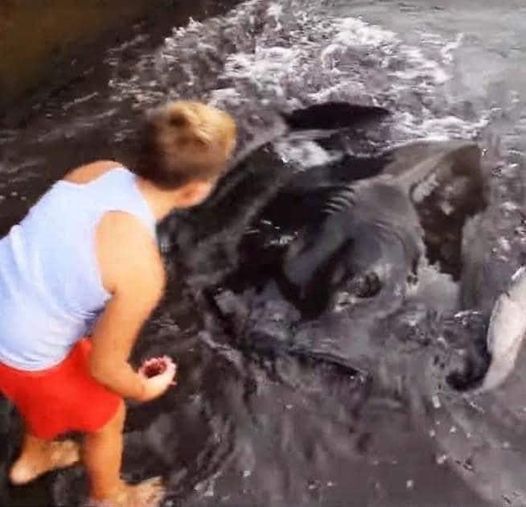 Joel and His Unlikely Friendship with a Giant Manta Ray