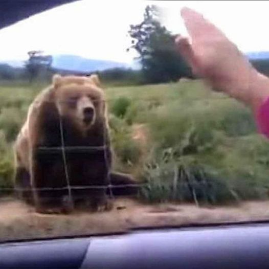 The Friendly Bear at Olympic Game Farm