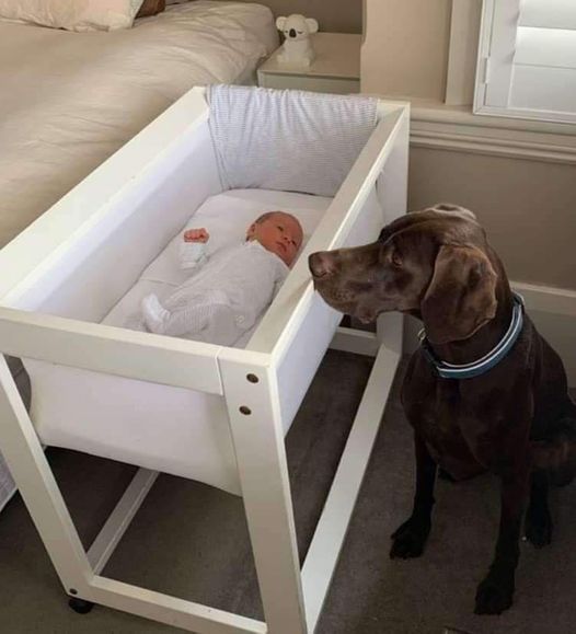 A Heroic Dog Saves a Newborn Baby’s Life