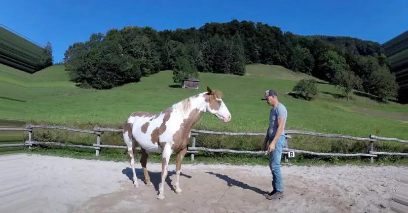 The Git Up Dance Challenge: Even a Horse Can Do It!