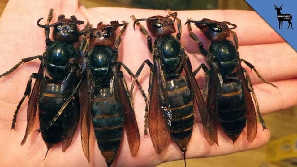 Beware of the Giant Killer Wasps!