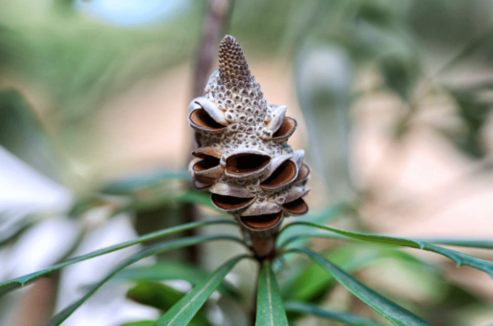 When Nature Plays Tricks: The Banksia Pod that Fooled a Hiker