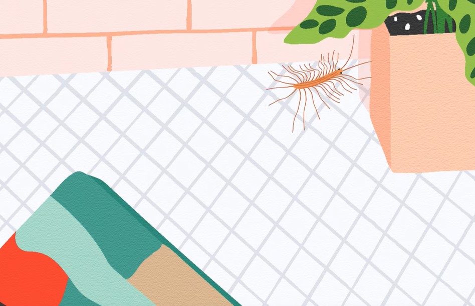 Why House Centipedes Are Actually Beneficial