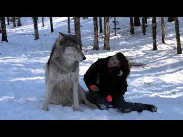 A Unique Opportunity: Get Up Close and Personal with Magnificent Wolves