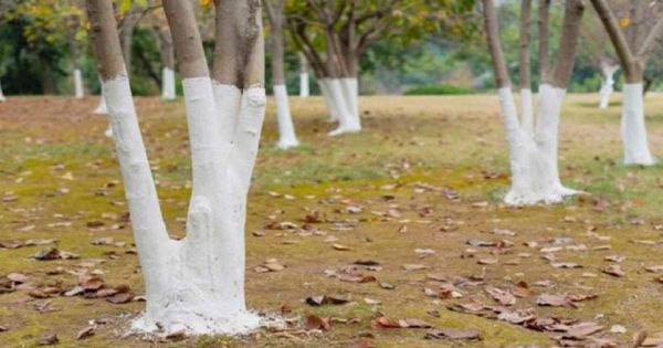 Discover the Fascinating Reason Behind Painted Trees