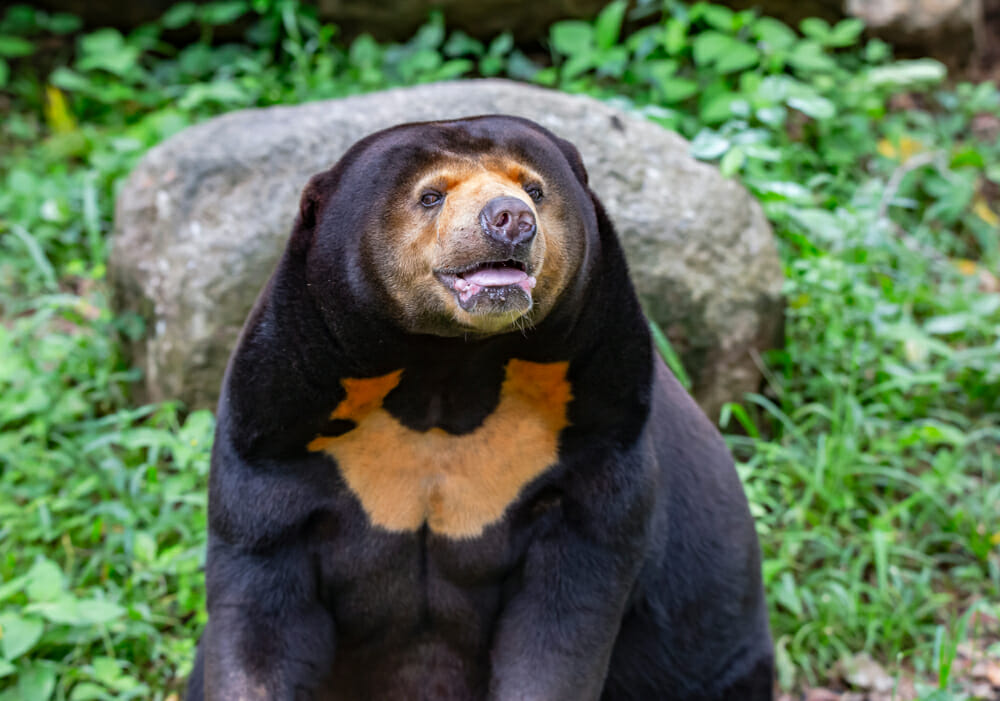 Unveiling the Mystery of the “Human-like” Sun Bear at Hangzhou Zoo