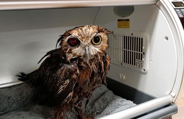 The Incredible Journey of Lucky the Owl