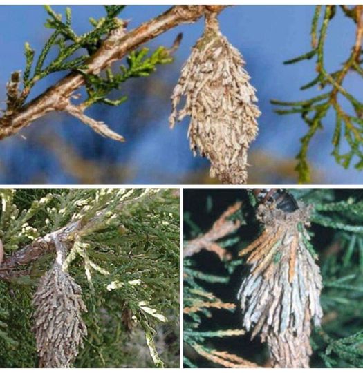 Bagworms: Mischievous Moths in Disguise