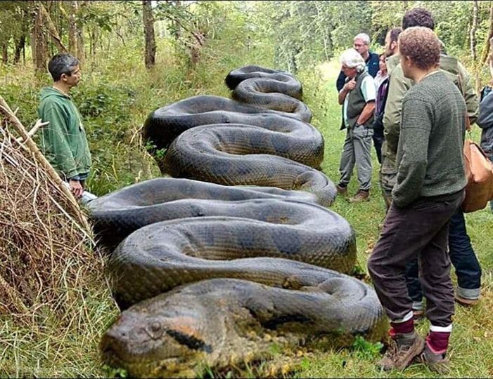 An Amazing Encounter with a Majestic Snake!