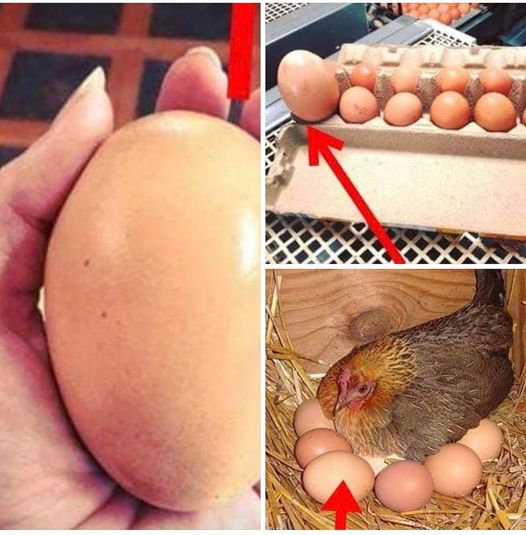 Farmer discovers an extraordinary surprise inside a giant egg