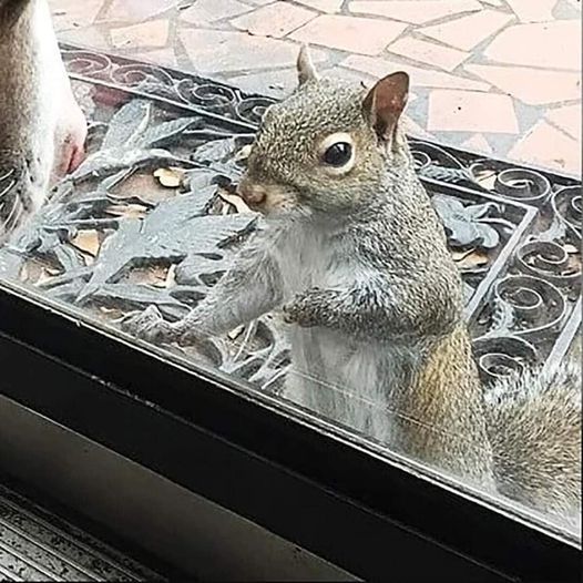 A Remarkable Connection: A Lifelong Bond with a Squirrel