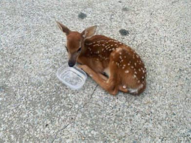 The Heartwarming Story of a Caring Dog and an Ill Deer