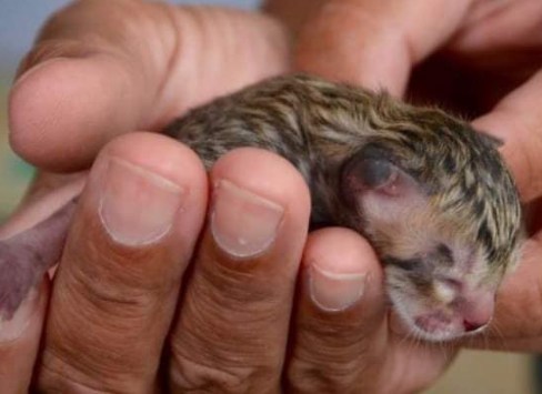 A Rescued Fishing Cat Who Stole Hearts