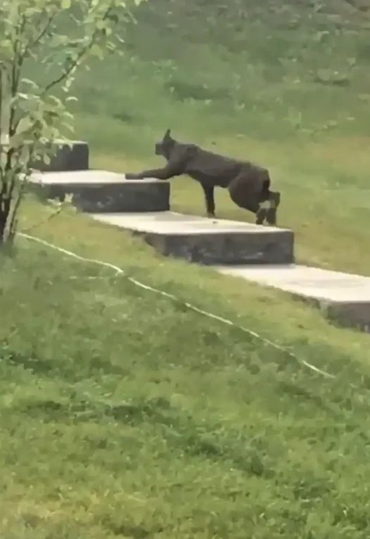 Nature’s Hidden Beauty: The Rare Black Canada Lynx