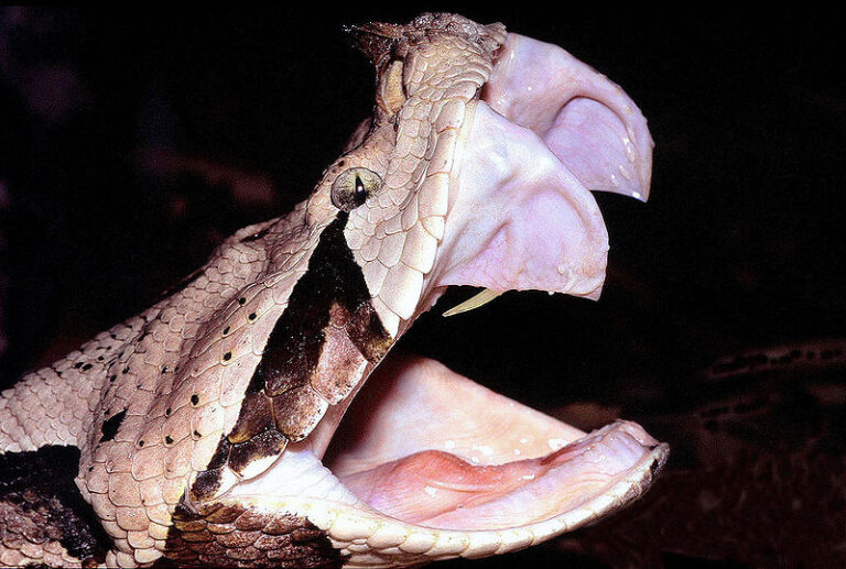 Discovering the Mysterious Gaboon Viper: Nature’s Expert in Camouflage and Accuracy