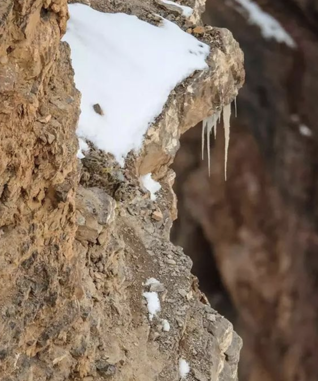 Can You Spot the Hidden Snow Leopard?