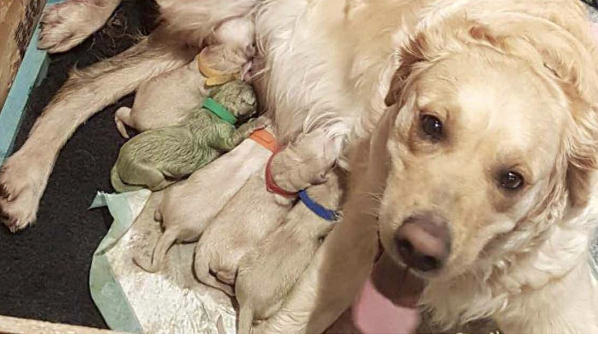 Unbelievable! Rio the Golden Retriever Gives Birth to a Green Puppy!