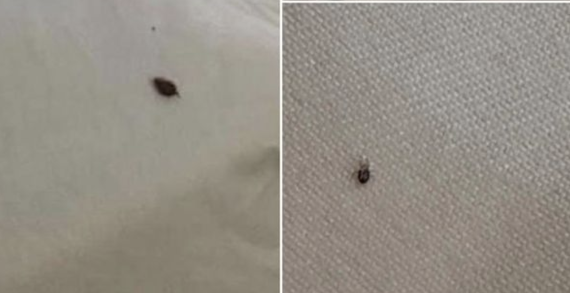 Dealing with Ticks in Your Home: A Simple Guide