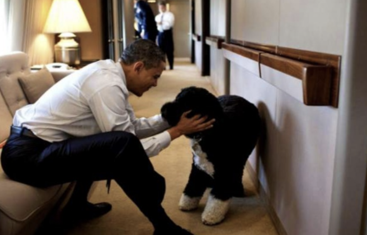 Bo, the Beloved First Pet of the Obamas, Passes Away