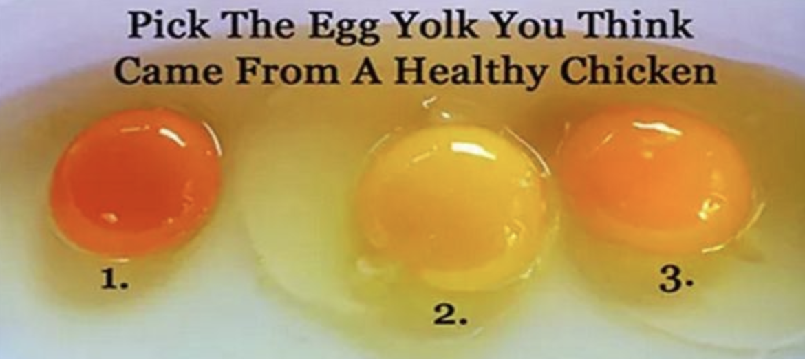 Choosing High-Quality Eggs: A Guide for Cooking Delights